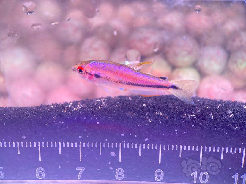 巴西野生灯鱼超级毒药电光毒药