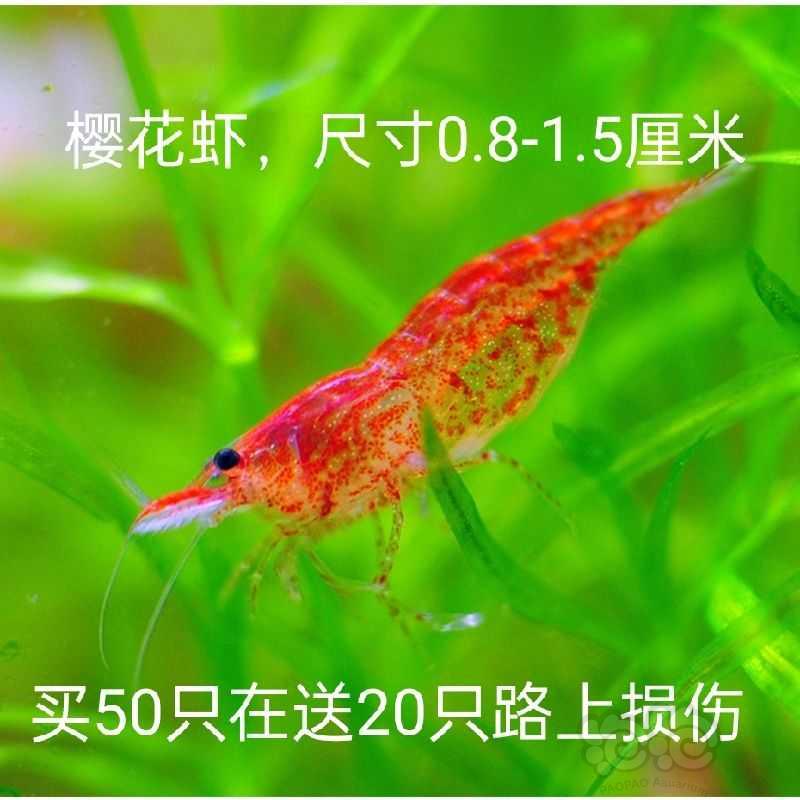 【水晶虾】常年出售各种米虾，批发及零售，-图5