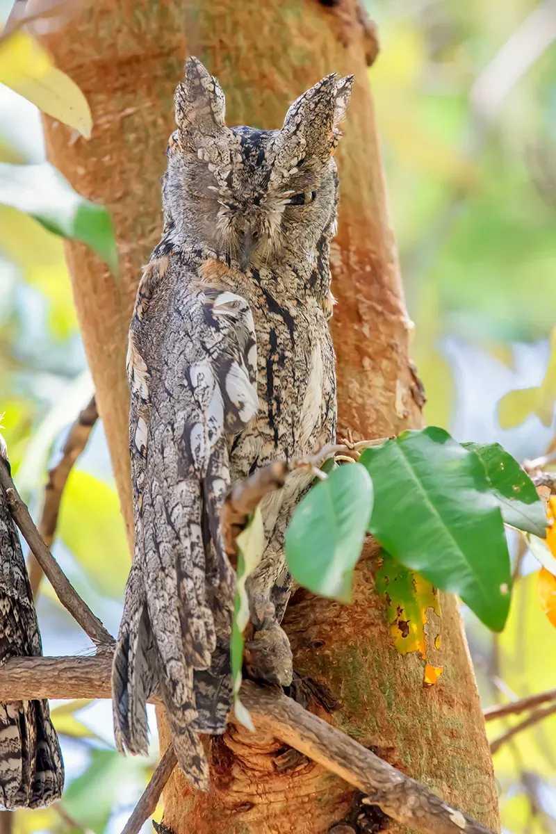 非洲角鸮-图2