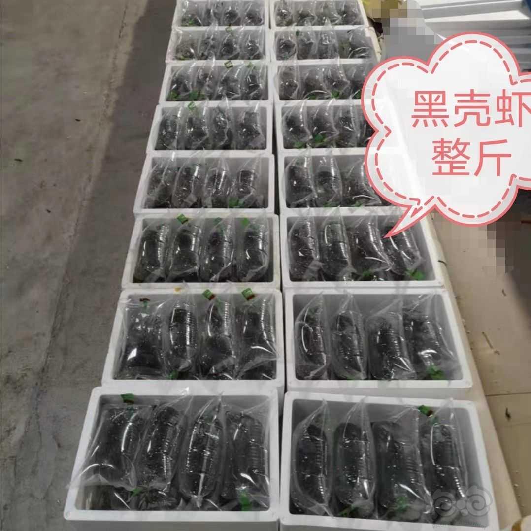 黑壳虾6.9元包邮半斤40元一斤70元水族用品福利价-图2