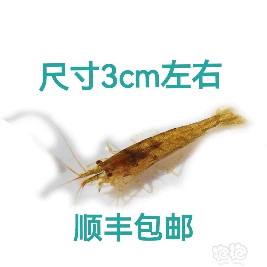 黑壳虾6.9元包邮半斤40元一斤70元水族用品福利价-图1