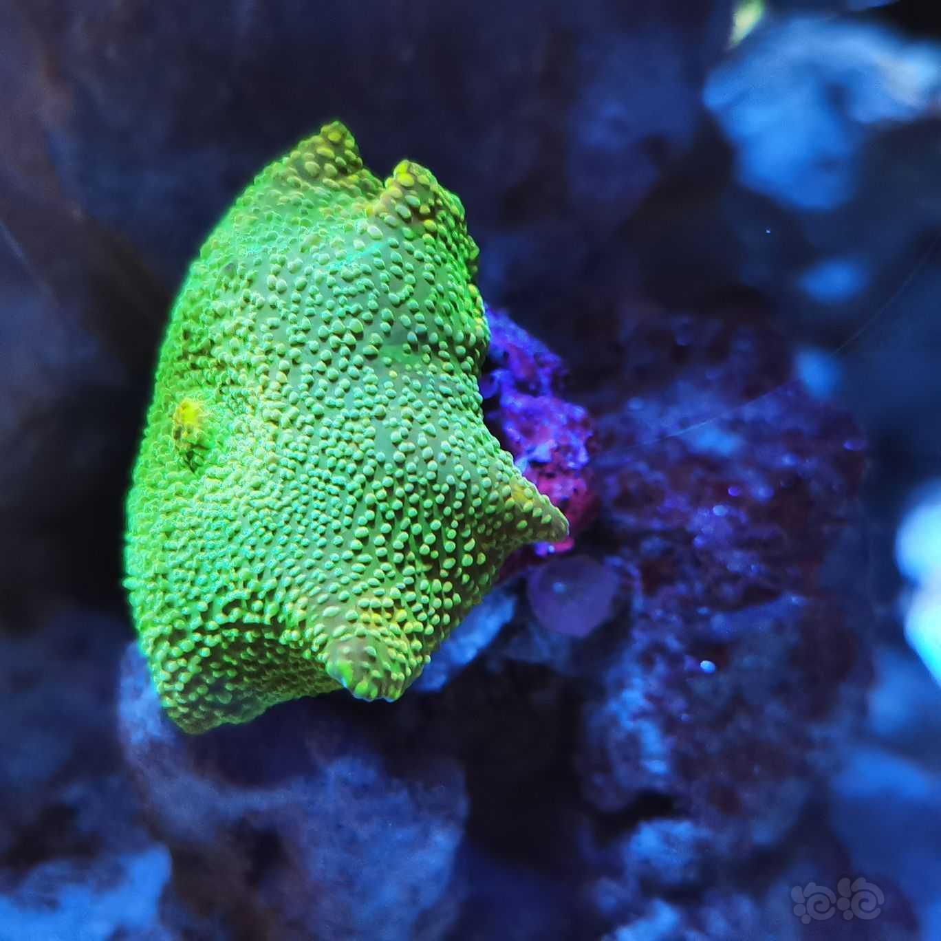 记录一下珊瑚繁殖-图3