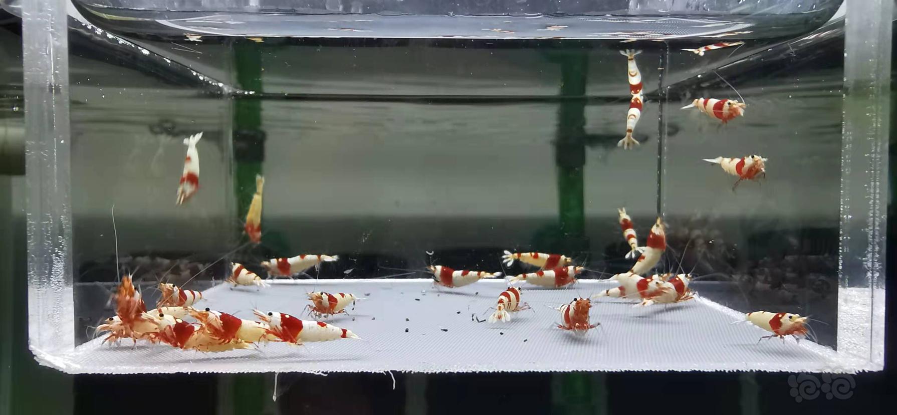 【虾】2022-01-09#RMB拍卖红白水晶虾一份25只-图1