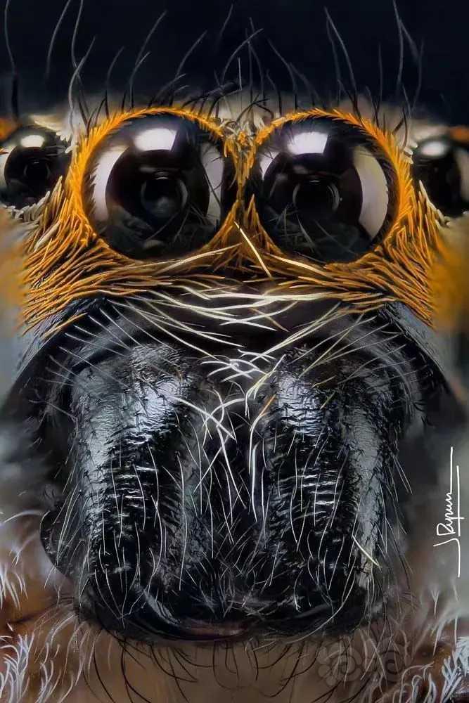 微距镜头下蜘蛛的眼睛
西班牙摄影师 Javier Rupér-图3
