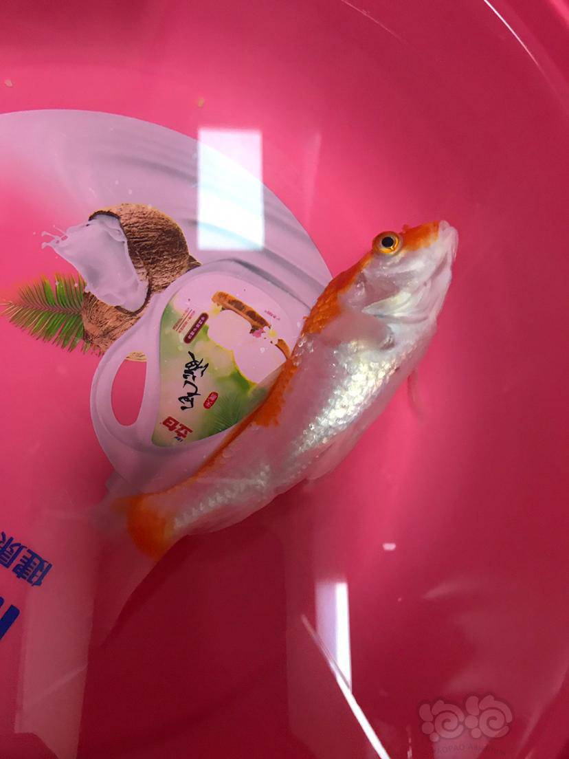 【咨询求助】鱼炸鳞了怎么治疗?各位大佬-图1