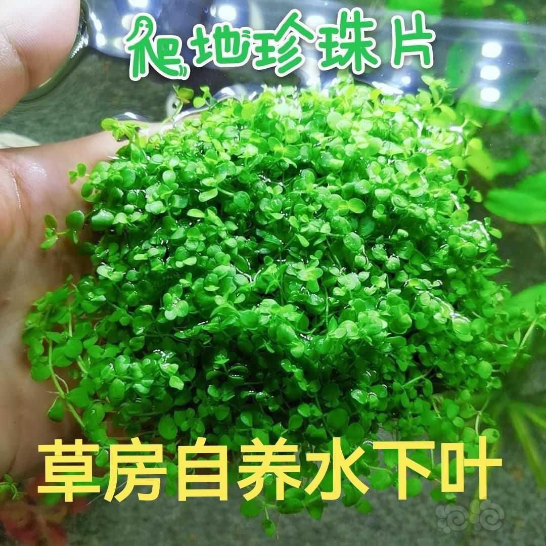黑壳虾6.9元包邮半斤40元一斤70元水族用品福利价-图3