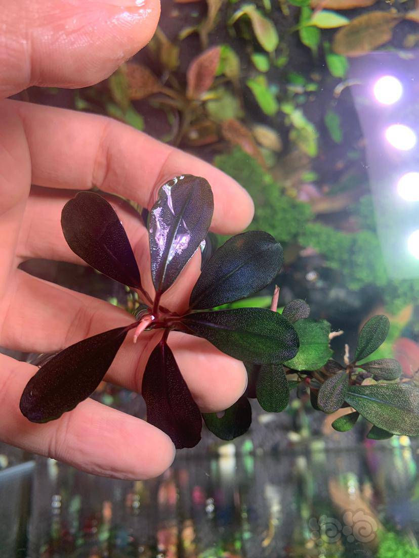 随便出点草,玄武海,小叶雅典娜,造景小叶辣椒榕.-图2