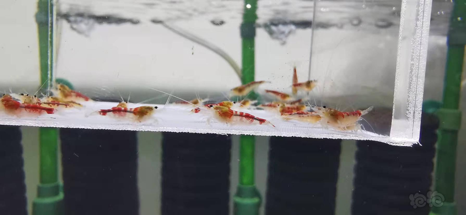【虾】2022-01-09#RMB拍卖黄金龙水晶虾一份30只-图6