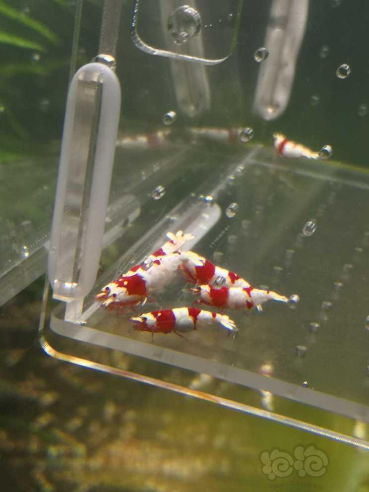 【水晶虾】【出售】纯血红白繁殖组，10公10母，包邮
【份数】一份20-图5