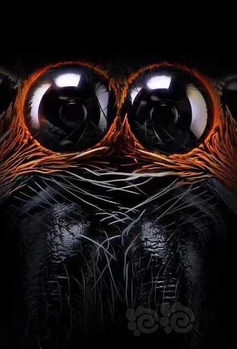 微距镜头下蜘蛛的眼睛
西班牙摄影师 Javier Rupér-图1