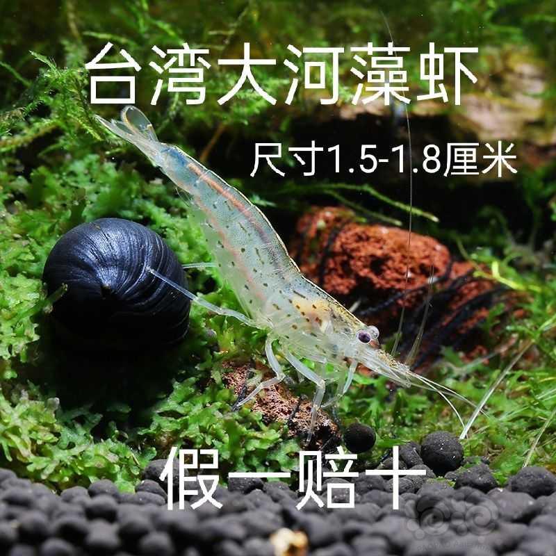 【水晶虾】常年出售各种米虾，批发及零售，-图8