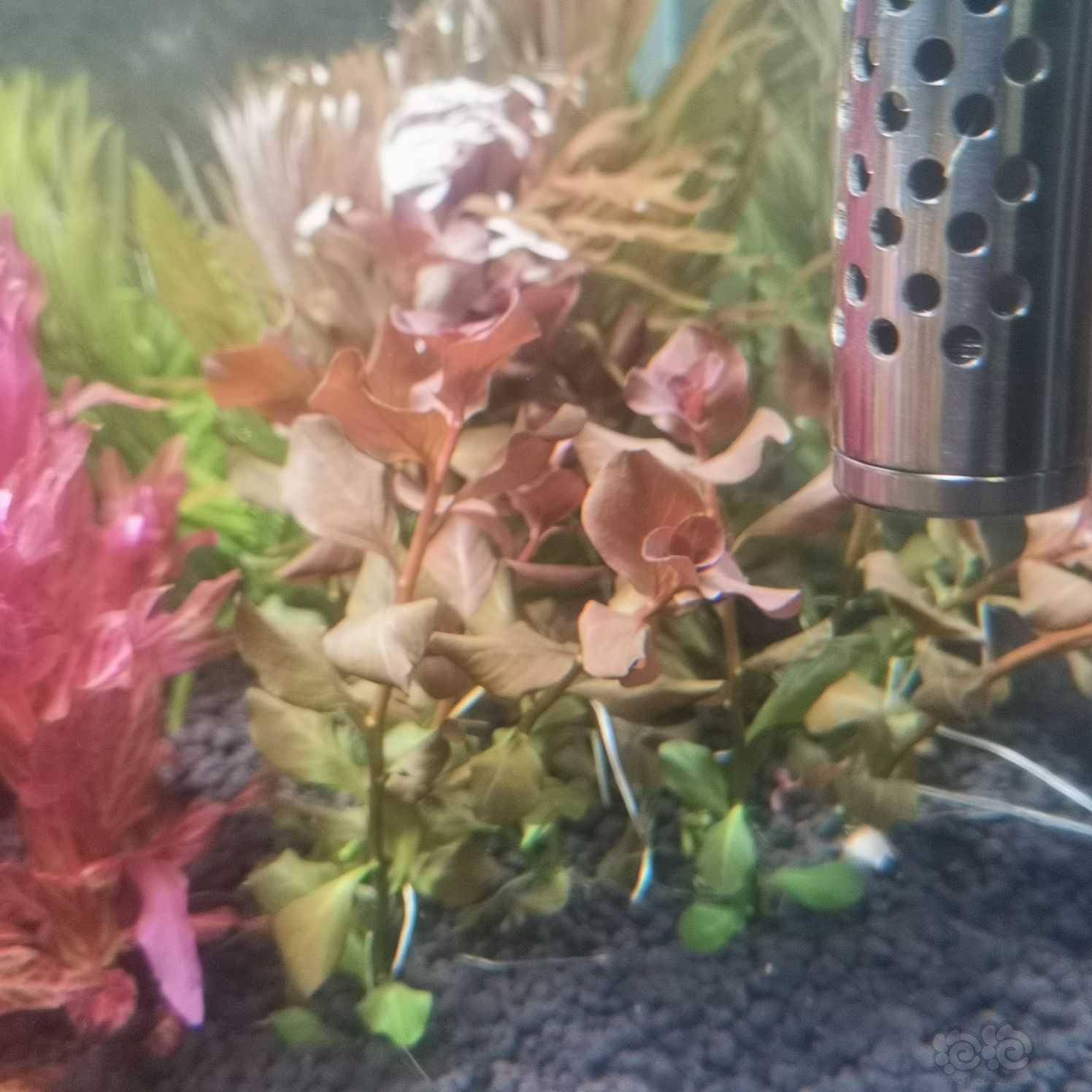 出一份水草 泡泡水族