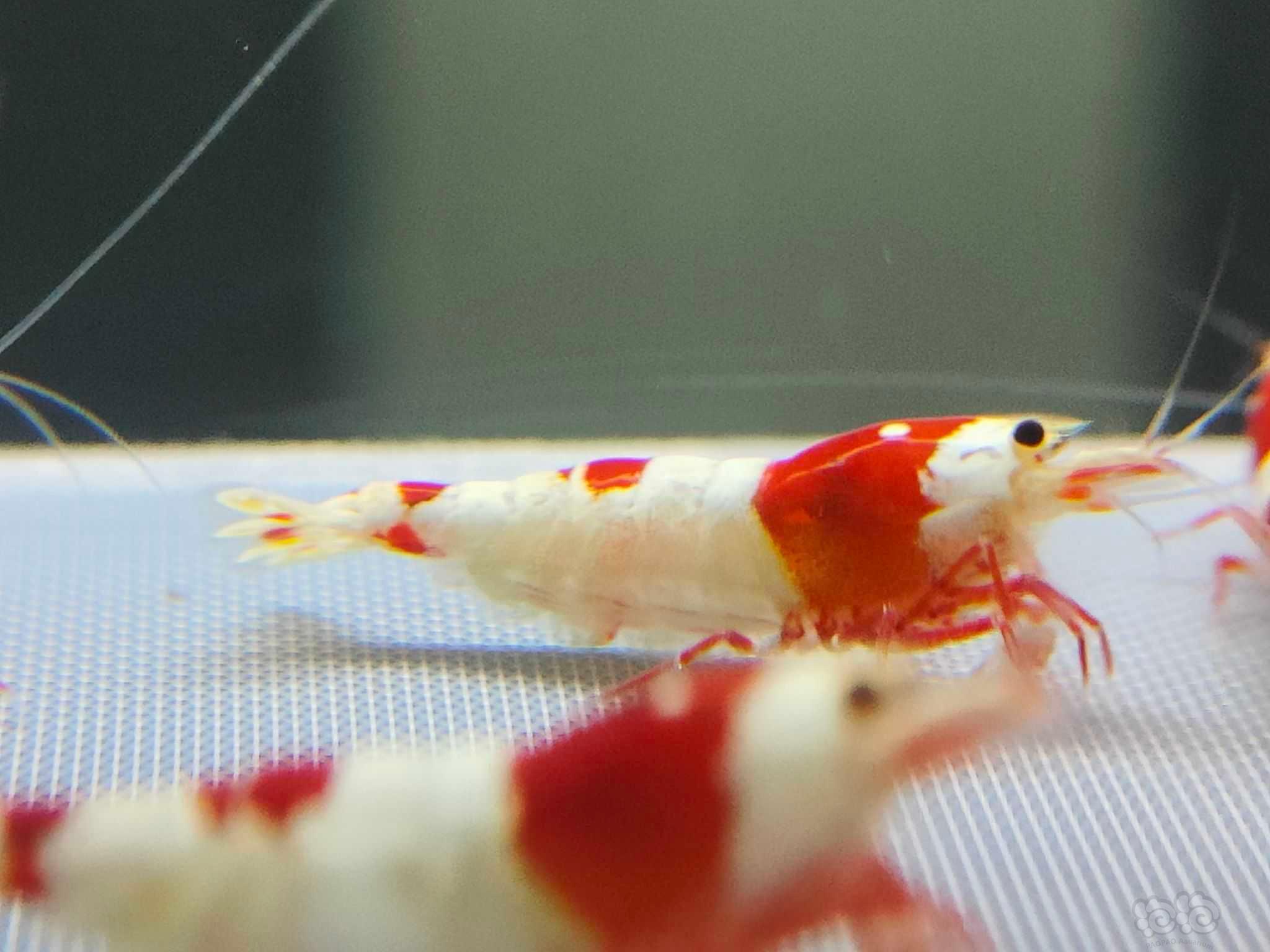【虾】2022－01－24#RMB拍卖一线淘汰红白繁殖组2公5母-图2