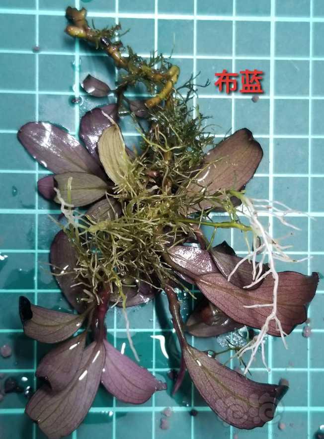 【辣椒榕】出圆幽，12长叶海，布蓝-图10