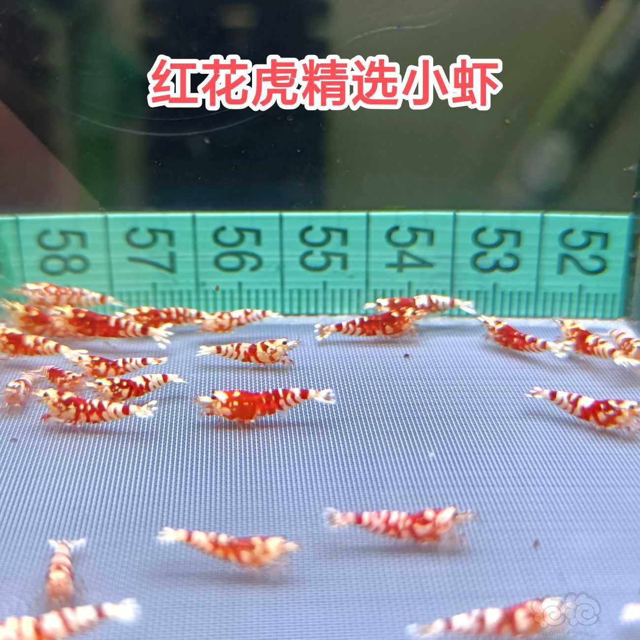 【水晶虾】出红银河红花虎-图2