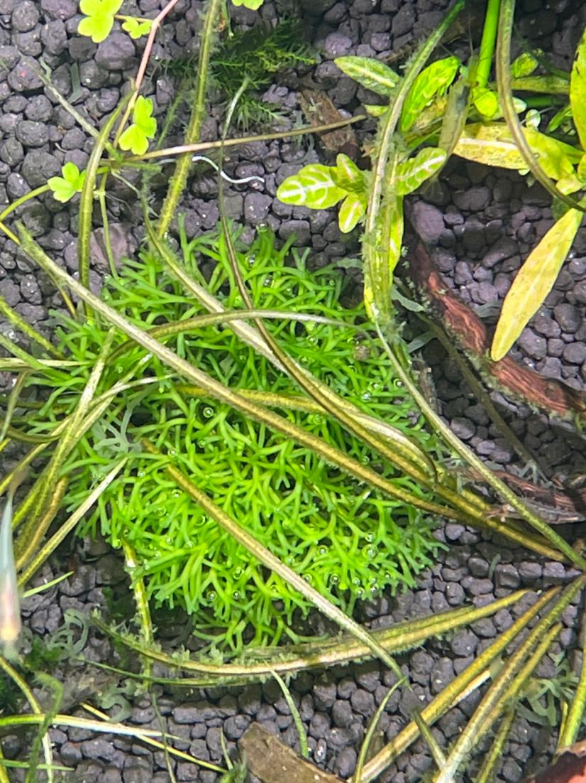 请问这是什么草？还是鹿角藻？-图1