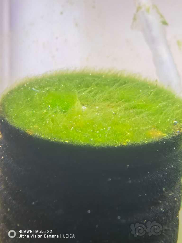 这藻越来越长用清理吗？-图1