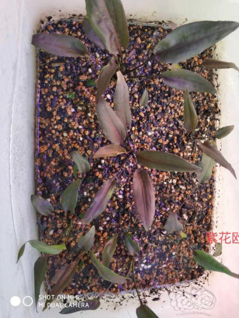 出椒草，紫花欧霸，深棕欧霸，棕欧霸-图1