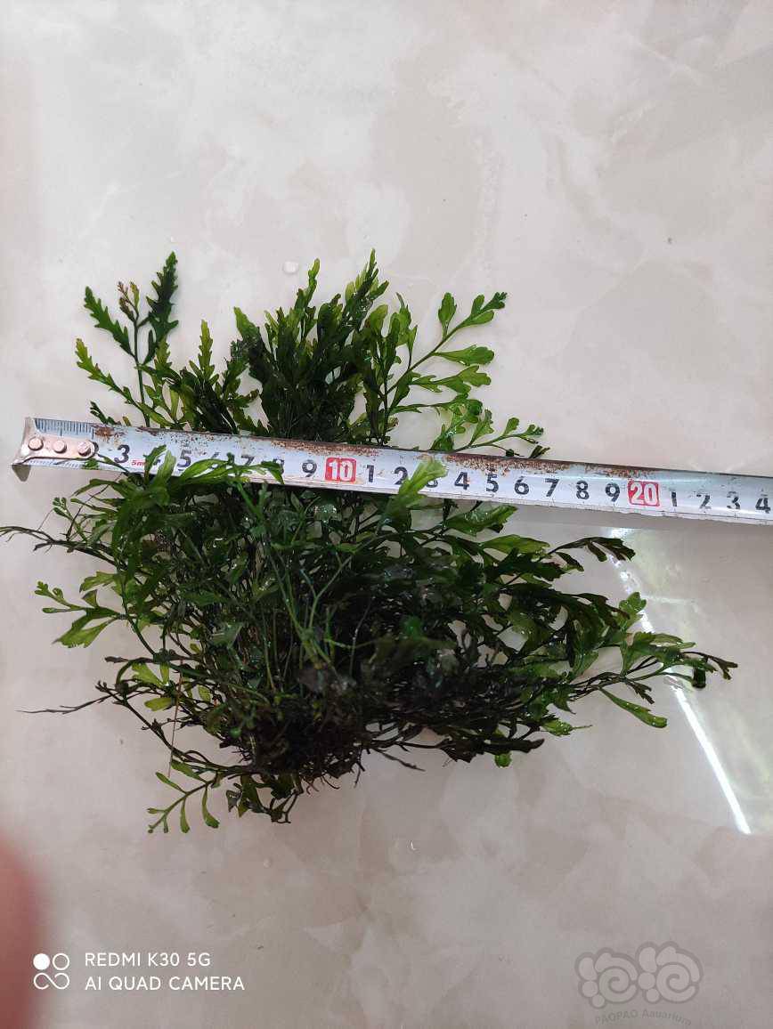 矮种黑木蕨,水草_大山谷图库