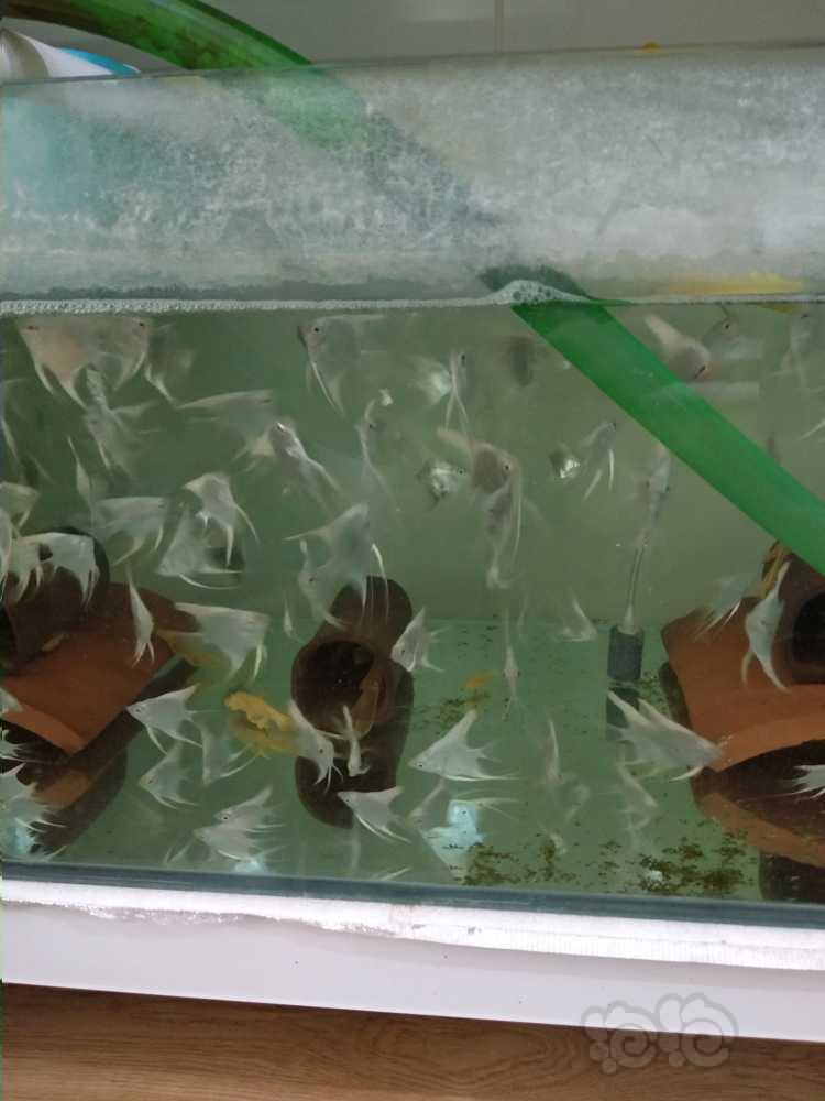 青岛出售雪燕鱼苗-图1