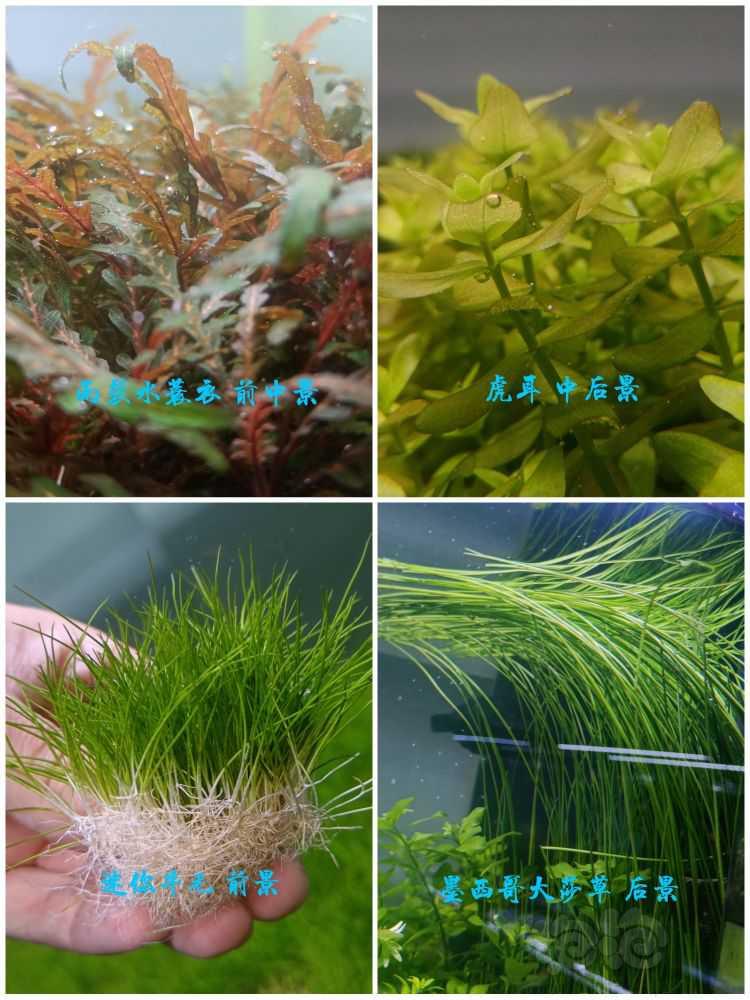 长期出高品质水草，无藻无螺，品质保证-图13
