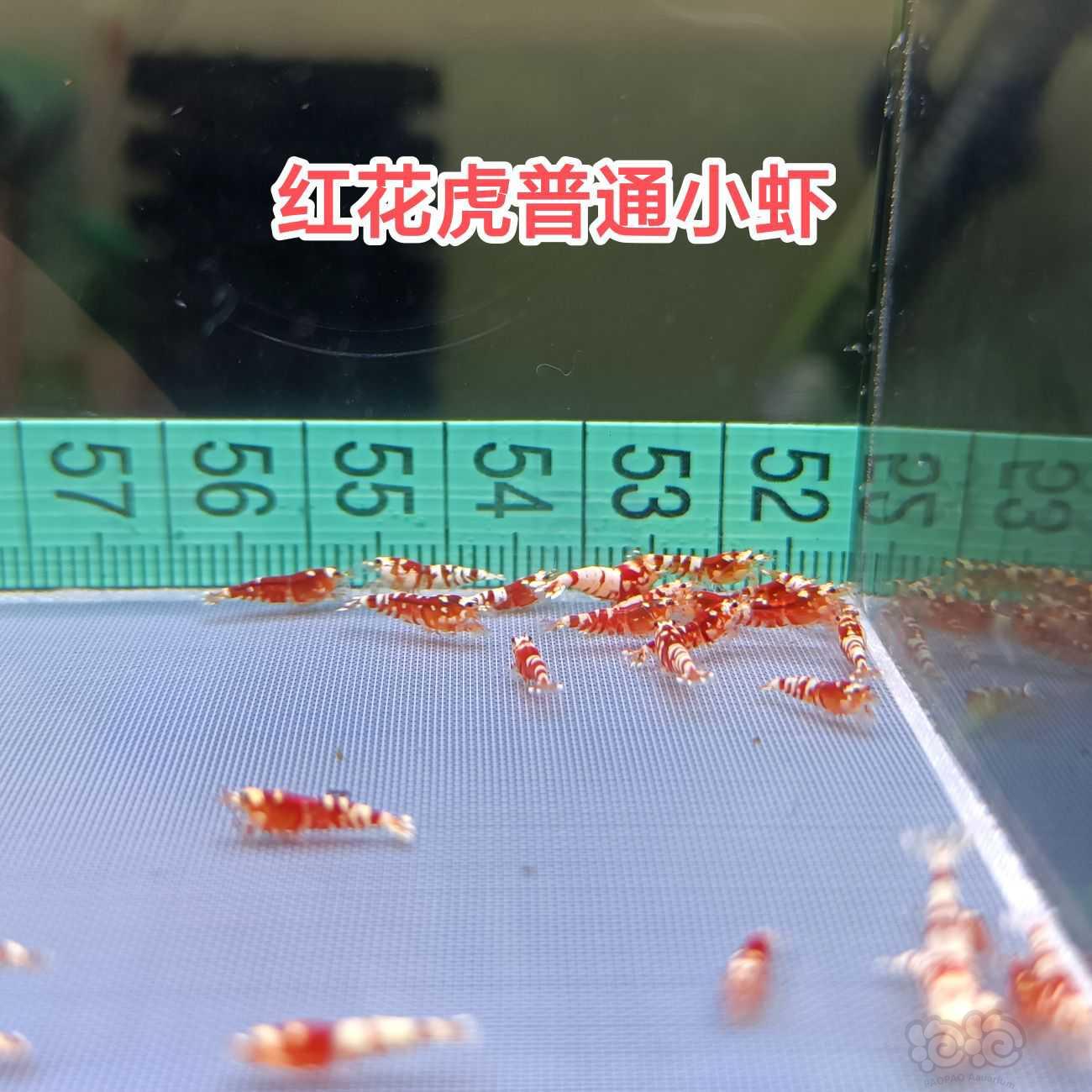 【水晶虾】出红银河红花虎-图1