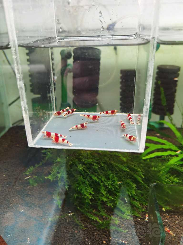 【虾】2022－02－26#RMB拍卖红白三段水晶虾繁殖组2公8母-图4