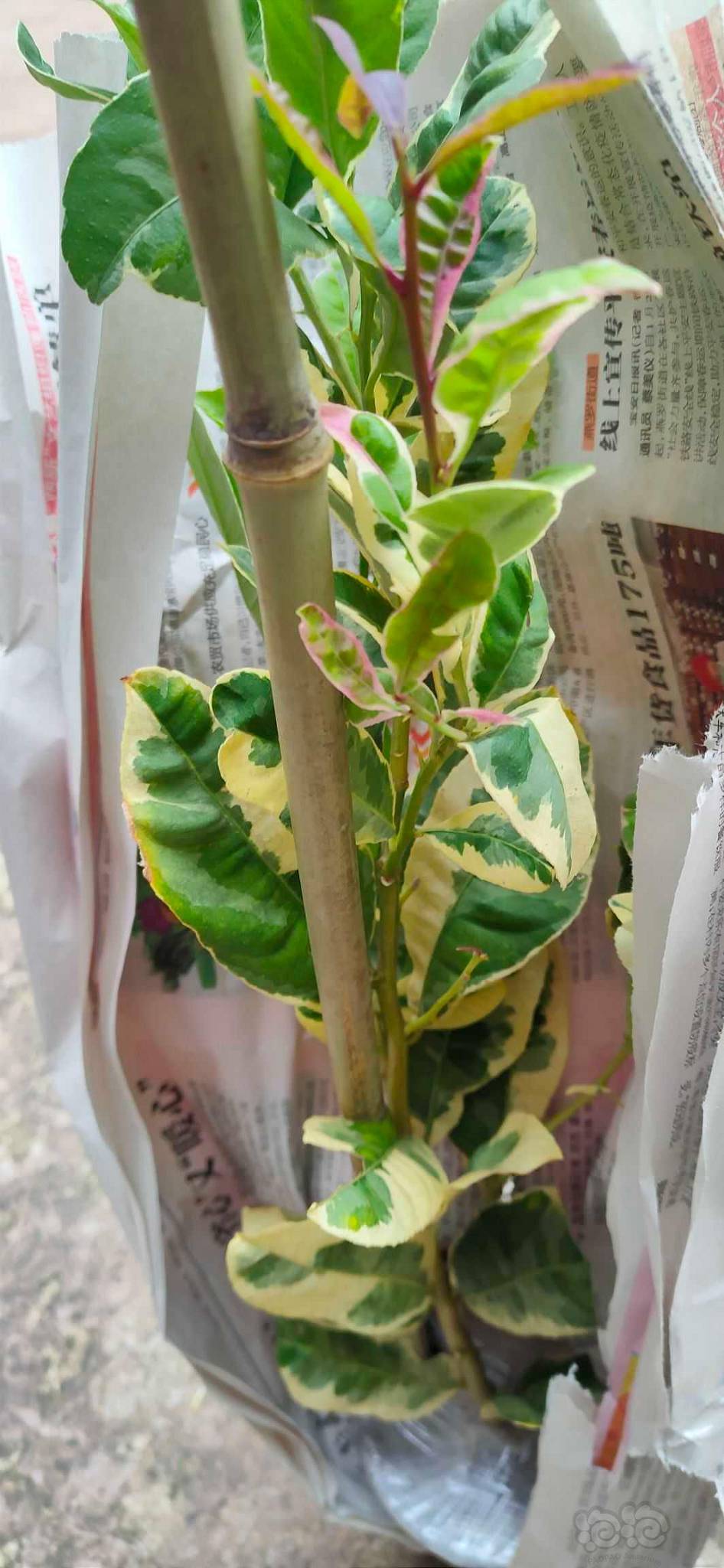 花叶柠檬还是挺漂亮的