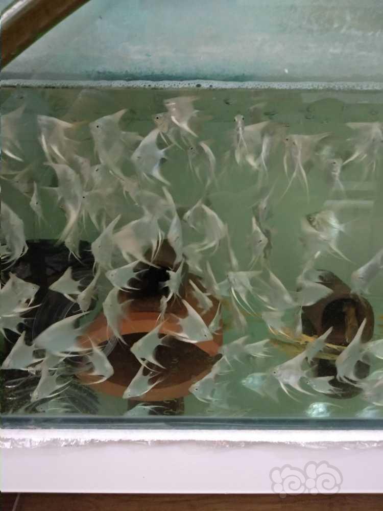 青岛出售雪燕鱼苗-图2
