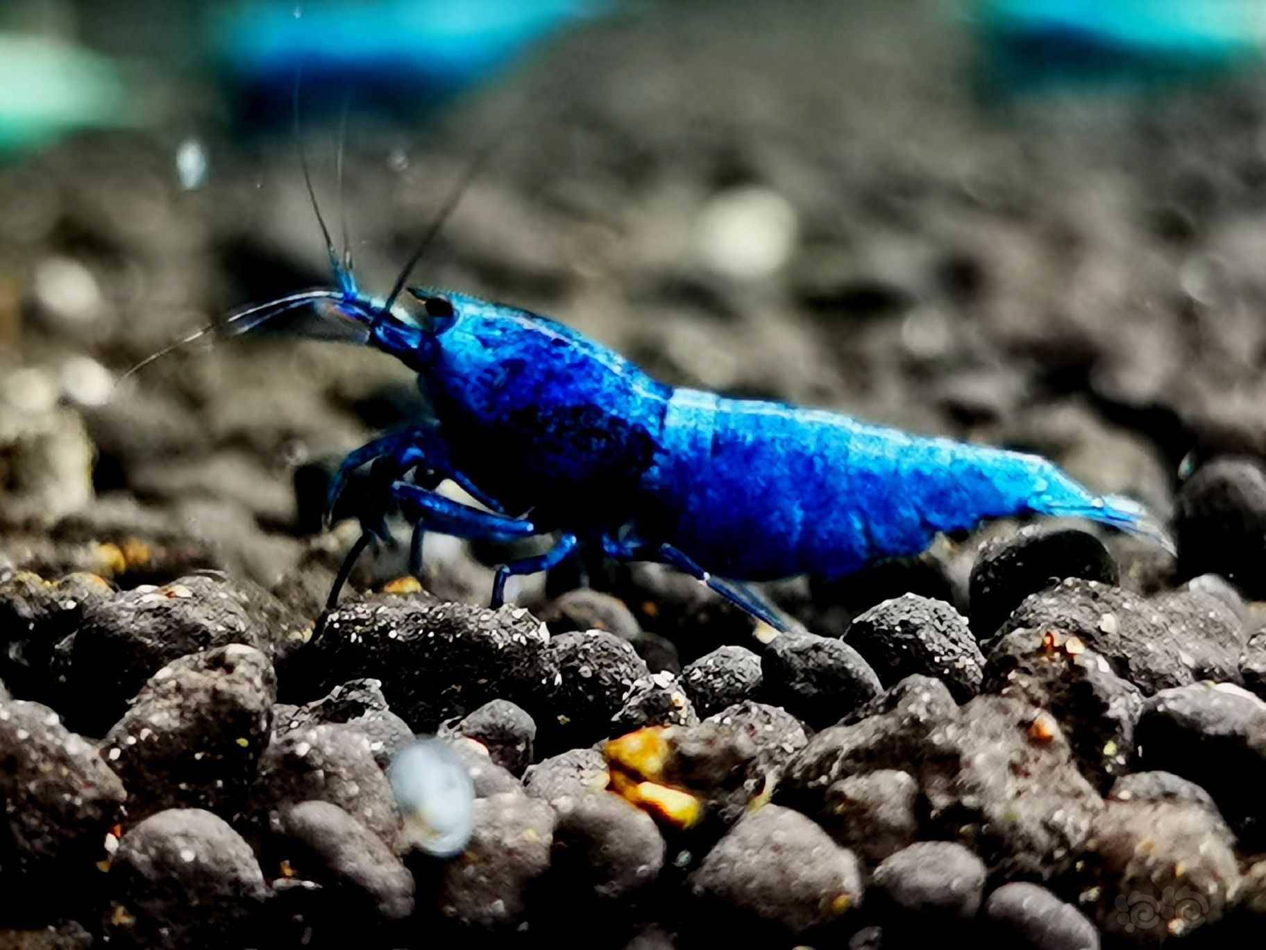 20220209rmb拍卖冠军血蓝金刚母虾新成3只