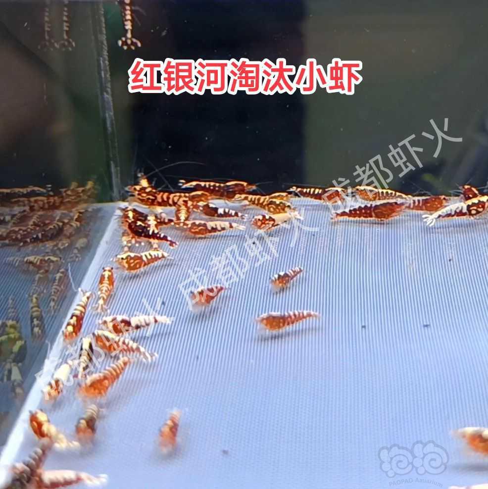 【水晶虾】出红银河红花虎-图3