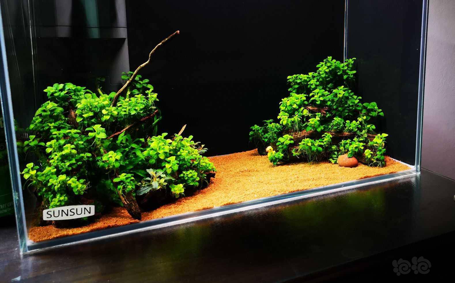 2年多的迷你水榕缸 - 泡泡水族