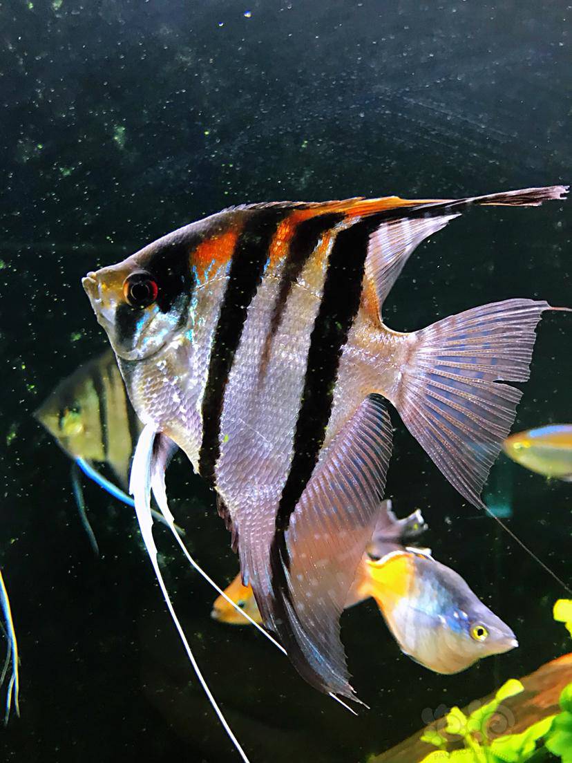 我心心念念的红背埃及