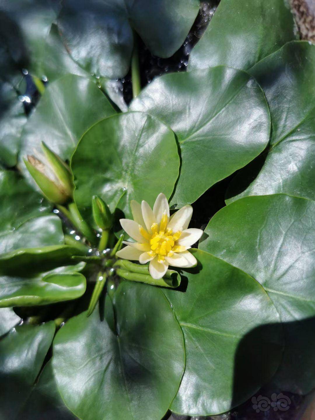 稀有卢旺达睡莲世界最小睡莲