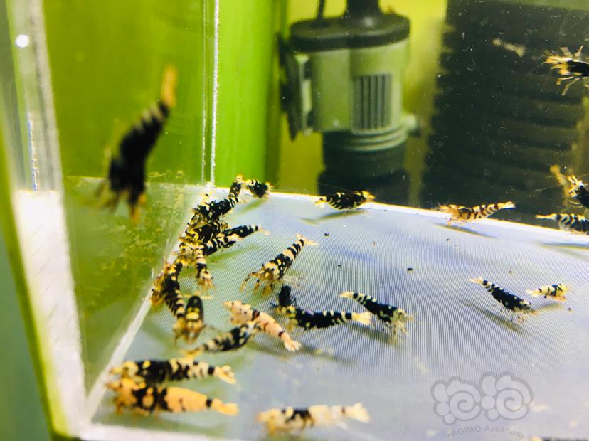 【虾】2022-02-13#RMB拍卖黑花虎一份-图5
