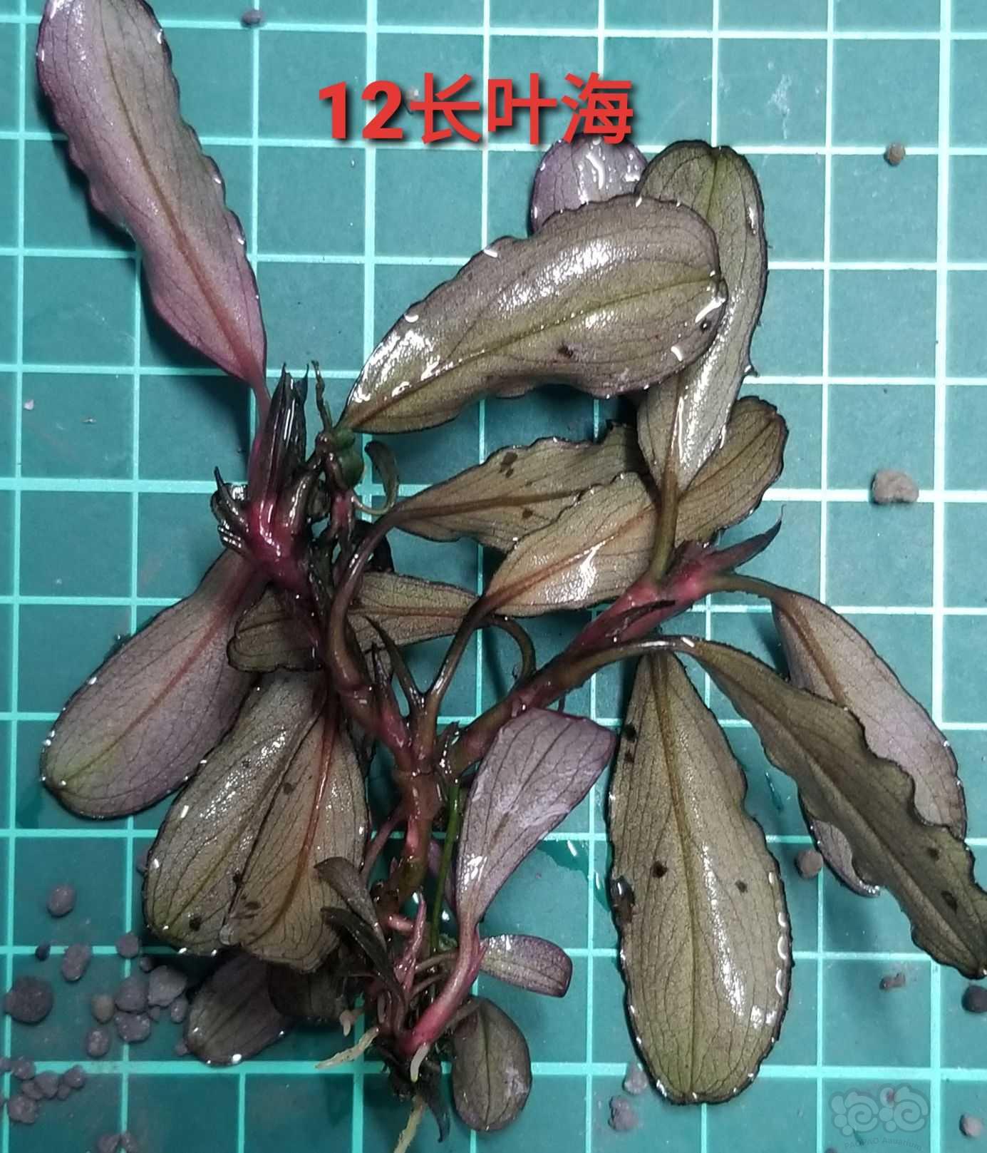 【辣椒榕】出圆幽，12长叶海，布蓝-图8