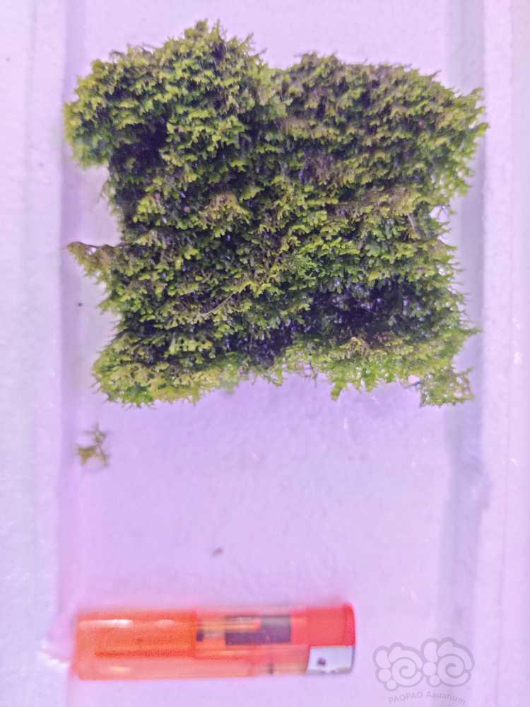 武汉出一丛矮种黑木蕨外加一板珊瑚莫斯-图2