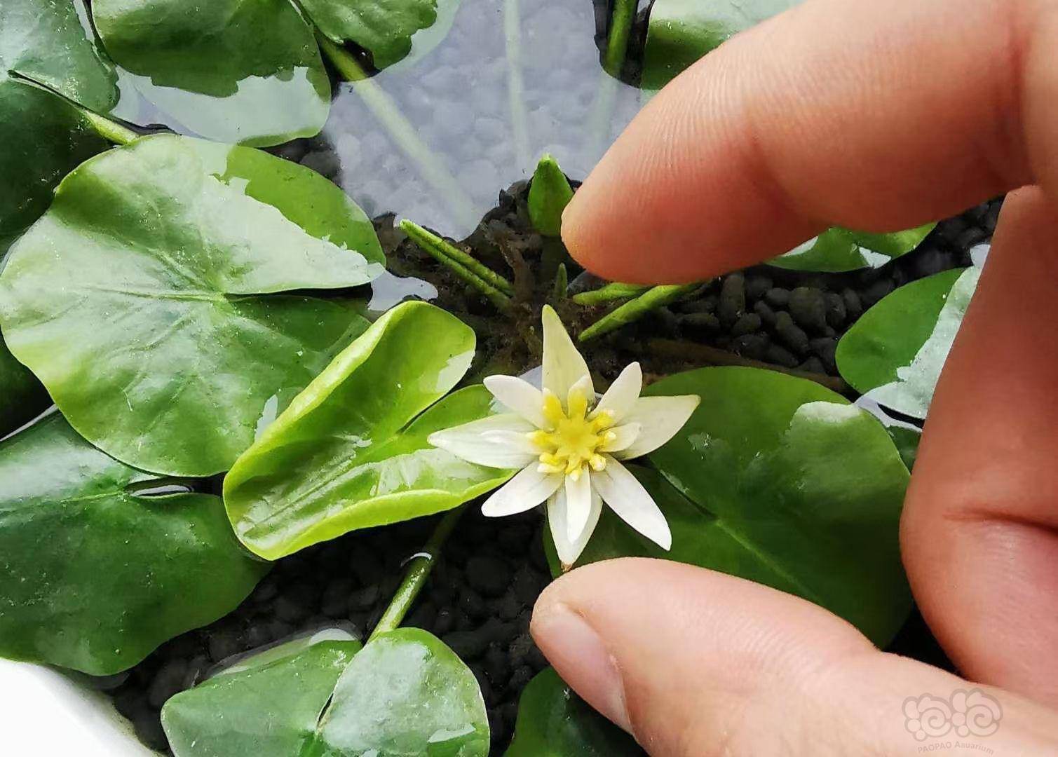 稀有卢旺达睡莲世界最小睡莲