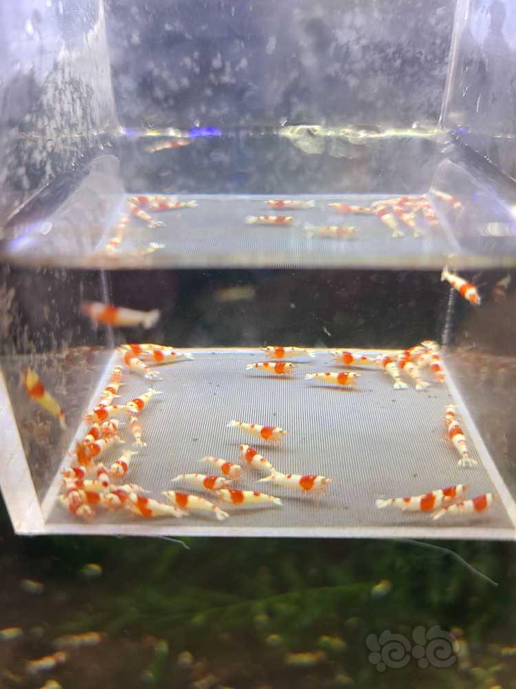【虾】2022-02-18#RMB红白苗子50只-图2