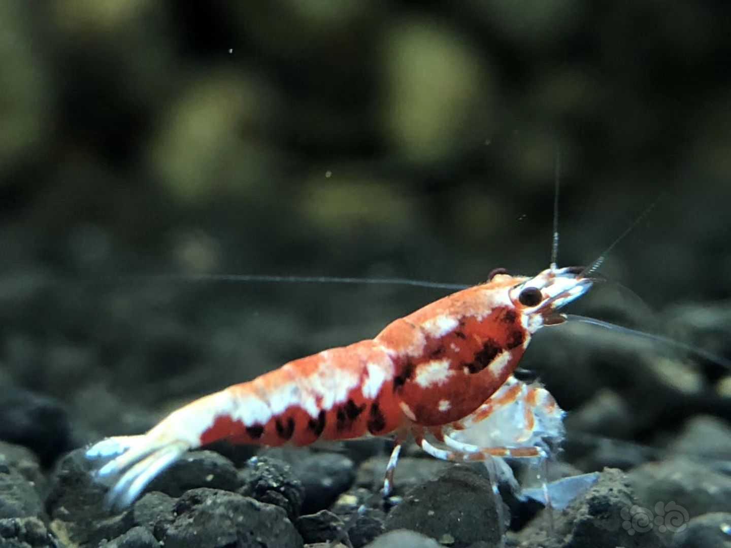 水晶虾-图3