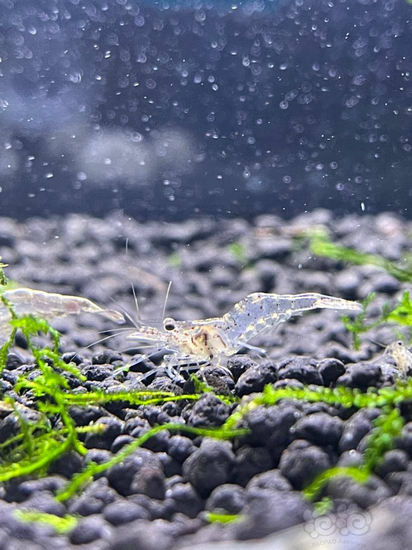 有大佬知道学名吗发现新买的黑壳虾居然背部拱起,触