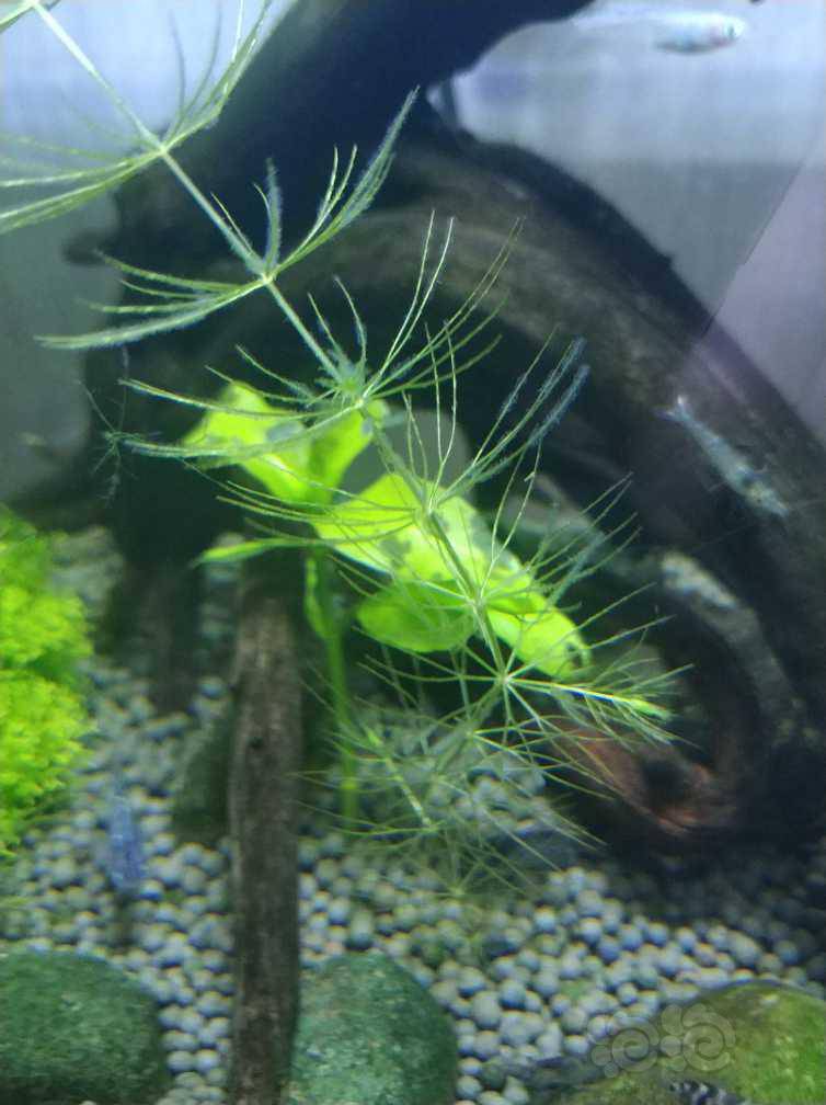 求助 为啥鱼缸里会有这种东西 像是蘑菇孢子一样 缸壁和水草 泡泡水族