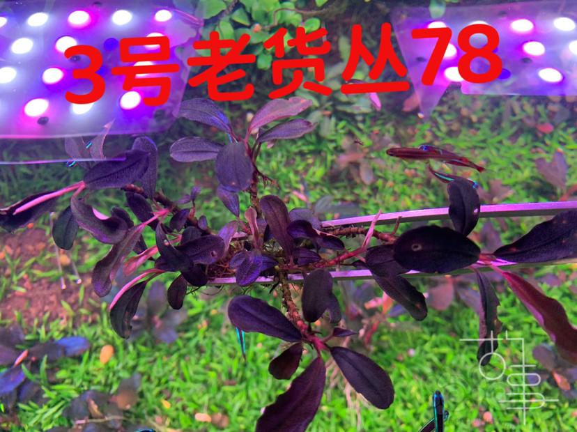 【辣椒榕】老货便宜大甩卖，迷你榕，青木撅，黑木蕨-图6