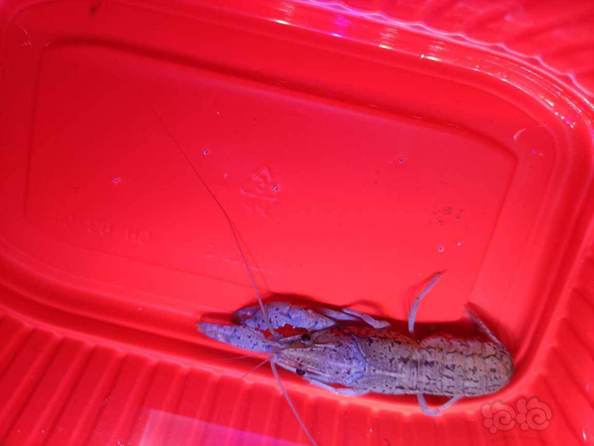 赠送一个龙纹鳌虾具体看图已经抱卵