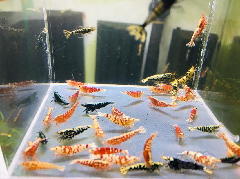 【虾】2022-02-16#RMB拍卖杂虾一份-图4