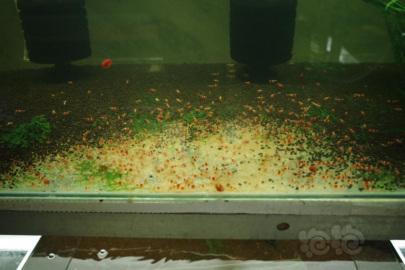 【水晶虾】出售红白练手小虾和红白公虾-图3