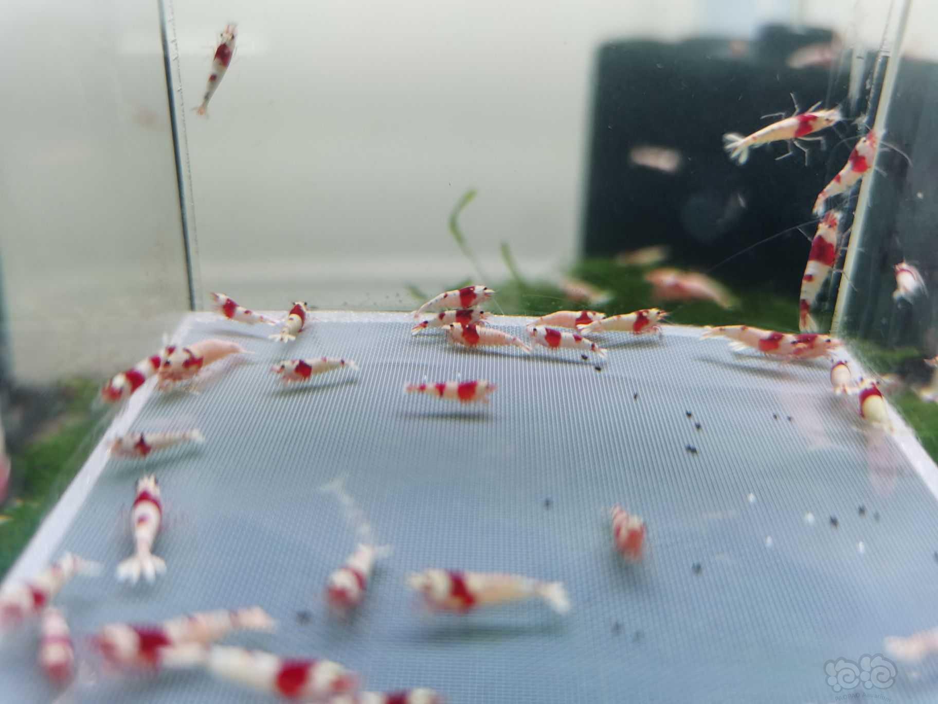 【虾】2022-2-26#RMB 拍卖纯血红白水晶虾(丸禁)-图1
