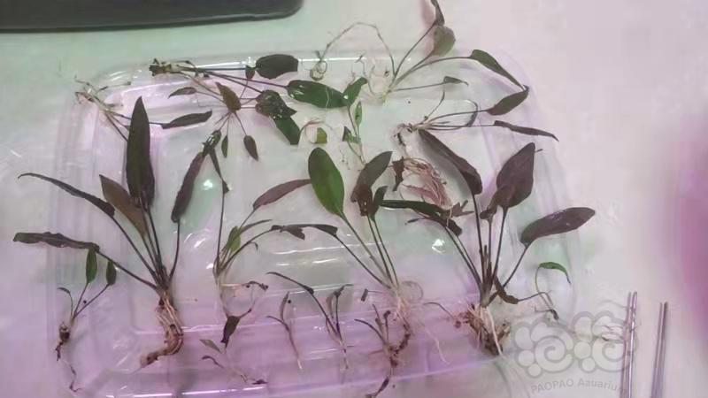 出椒草，紫花欧霸，深棕欧霸，棕欧霸-图4