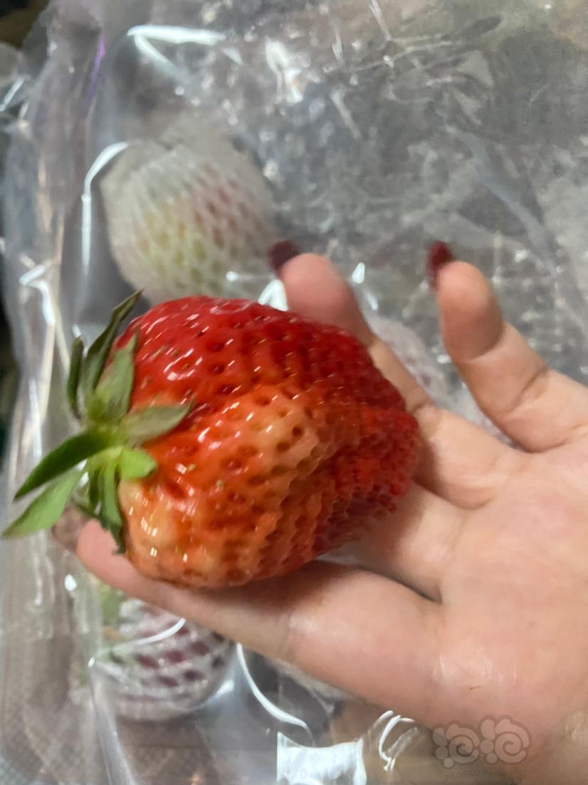 来自丹东的大草莓-图1