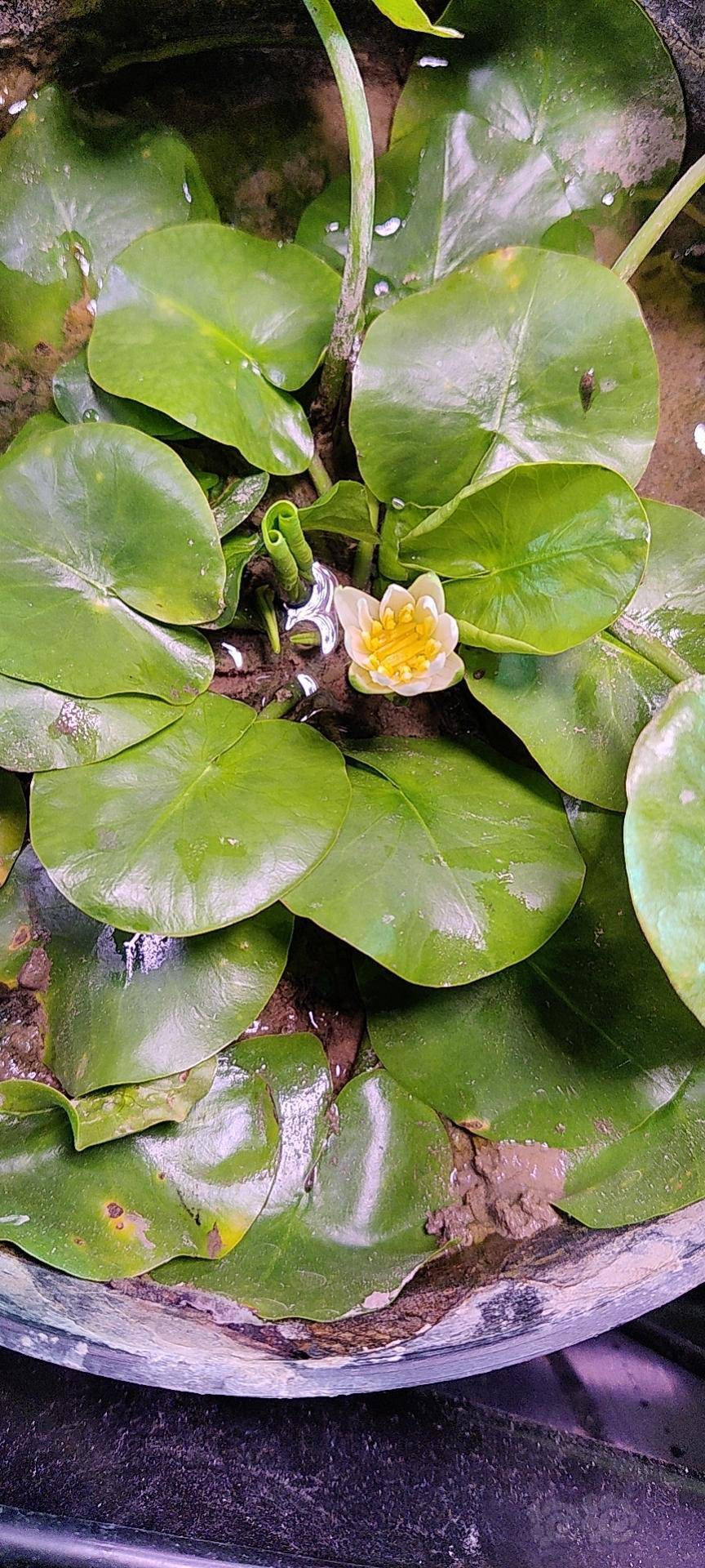 稀有卢旺达睡莲世界最小睡莲